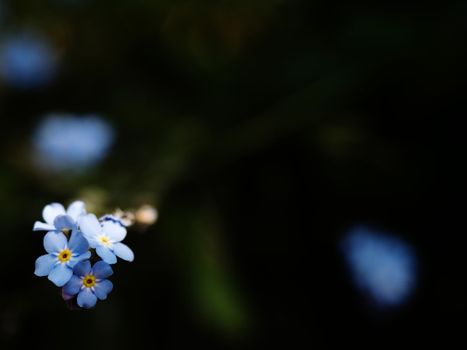Forget-me-not, gentle  blue flowers in summer garden.  Blue little flowers - forget-me-not close-up and green leaves background texture. Meadow wild plant forgetmenot growing in filed