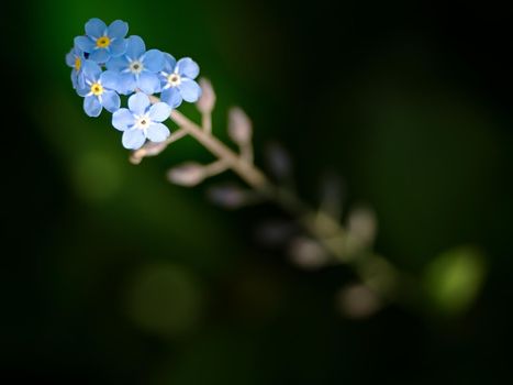 Forget-me-not, gentle  blue flowers in summer garden.  Blue little flowers - forget-me-not close-up and green leaves background texture. Meadow wild plant forgetmenot growing in filed