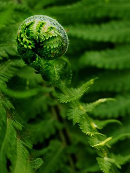 Fresh fern leaf,  unrolling a young frond at a botanical garden. Blossoming fern true leaves megaphylls close-up.