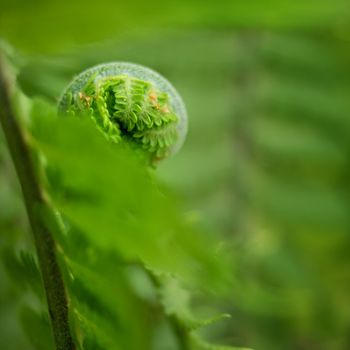 Fresh fern leaf,  unrolling a young frond at a botanical garden. Blossoming fern true leaves megaphylls close-up.