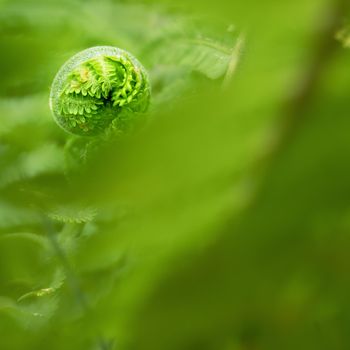 Nephrolepis exaltata The Sword Fern. Fresh green fern bush in detail, looking into bush of fern in forest.