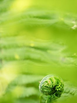 Young curly leaf of fern growing through the fallen leaves macro selective focus shallow DOF. Close up of young fern leaf