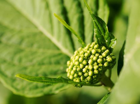 Closed blossom of blue Hydrangea. Hortensia flowers surface. Macro photo, follow depth of field