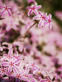 Purple white flowers in the country garden. Creeping phlox flowerbed with many colors.