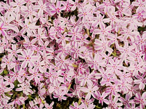 Alpine flower bed with pink white phlox flowers carpet. Purple pink white blossoms of  flowers creeping phlox n  flowerbed. Macro photography