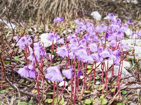 Group of Snowbells - Soldanella in the Italy Alps. Gentle flowers in blossoms bellow glacier. 