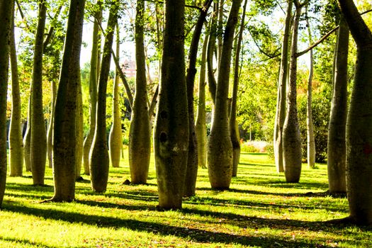 Beautiful Ceiba speciosa forest in Valencia, Spain