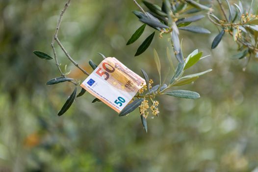 50 euro banknote on a flowering olive branch