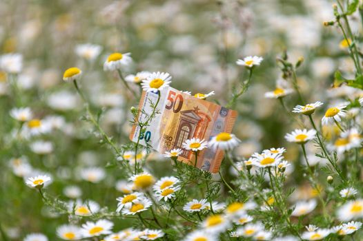 50 euro banknote among daisy flowers has indicate life