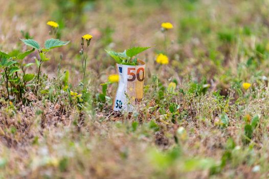 50 euro banknote that wraps a seedling has indicate life