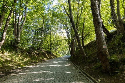 Long mountain trail in forest in Walbrzych Mountains at cloudy day