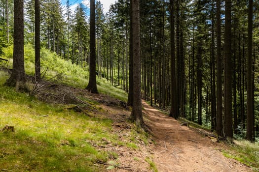 Long mountain trail in forest with bushes and trees around in Walbrzych mountains