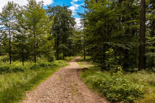 Long mountain trail in forest with bushes and trees around in Walbrzych mountains