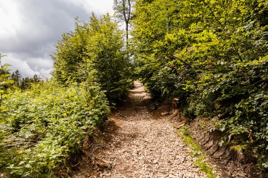 Long mountain trail in forest with bushes and trees around in Walbrzych mountains