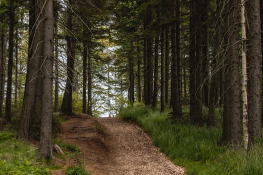 Long mountain trail in forest with bushes and trees around in Walbrzych mountains