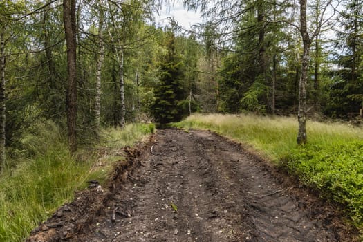 Long mountain trail in forest with bushes and trees around in Walbrzych mountains