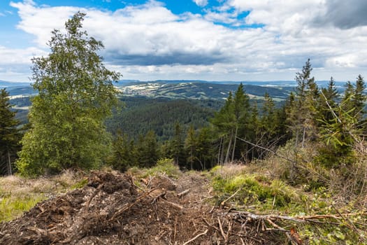 Long mountain trail in forest with bushes and trees around in Walbrzych mountains