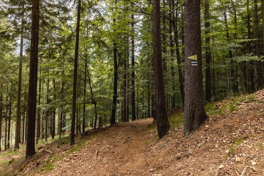 Long mountain trail in forest with bushes and trees around in Walbrzych mountains