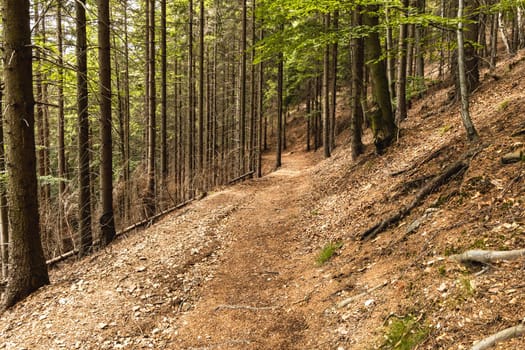 Long mountain trail in forest with bushes and trees around in Walbrzych mountains