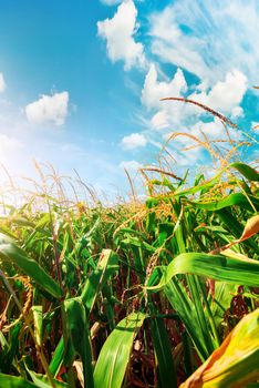 Field with green corn on a sunny day