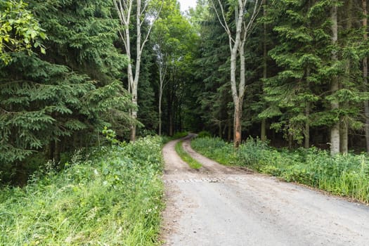 Long mountain trail in forest with bushes and trees around in Walbrzych mountains