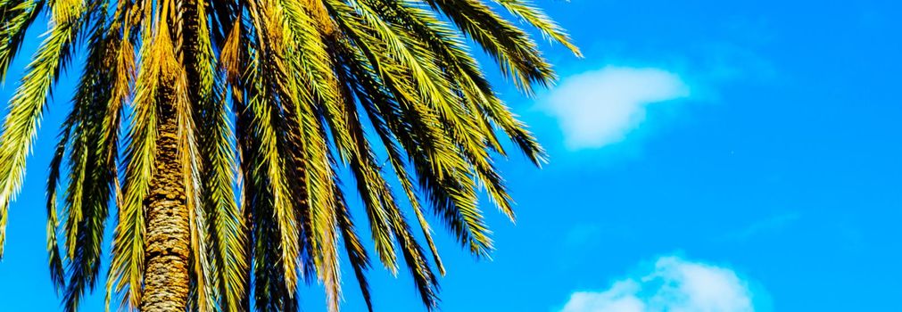 beautiful spreading palm tree, exotic plants symbol of holidays, hot day, big leaves, exotic tree