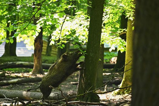 Beautiful wild pig in the forest. Animals in the wild, natural colorful background.