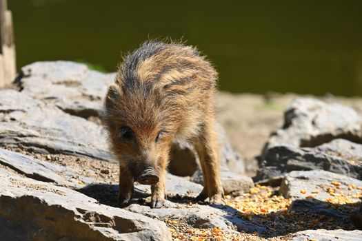 Small wild piglets in the forest. Animals in the wild, natural colorful background.