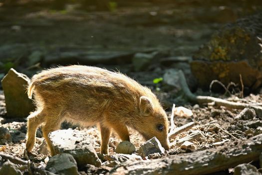 Small wild piglets in the forest. Animals in the wild, natural colorful background.