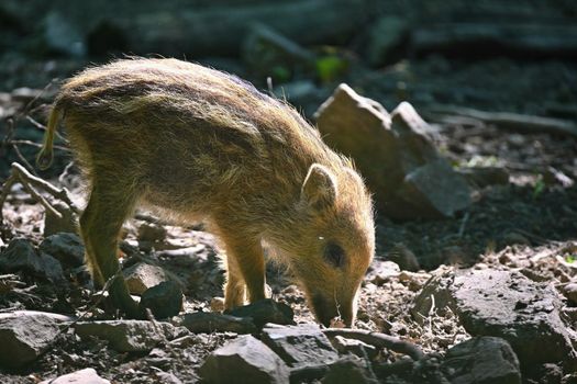 Small wild piglets in the forest. Animals in the wild, natural colorful background.