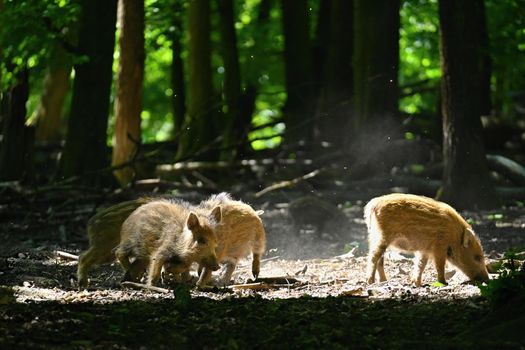 Small wild piglets in the forest. Animals in the wild, natural colorful background.