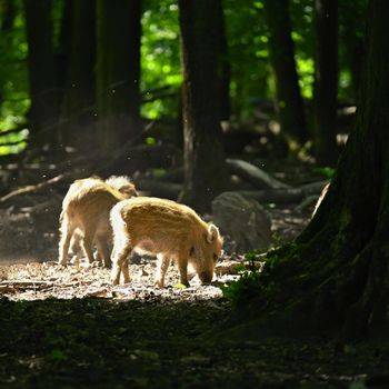 Small wild piglets in the forest. Animals in the wild, natural colorful background.
