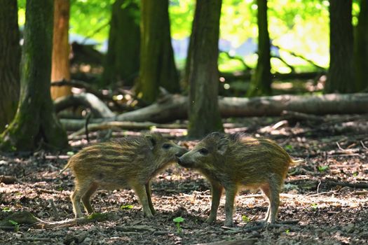 Small wild piglets in the forest. Animals in the wild, natural colorful background.
