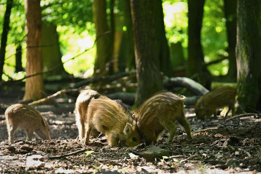 Small wild piglets in the forest. Animals in the wild, natural colorful background.