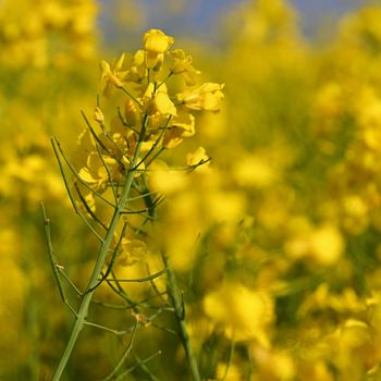 Field with flowering rapeseed in spring time. 
(Brassica napus)
Landscape and agriculture in the countryside.