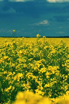 Field with flowering rapeseed in spring time. 
(Brassica napus)
Landscape and agriculture in the countryside.