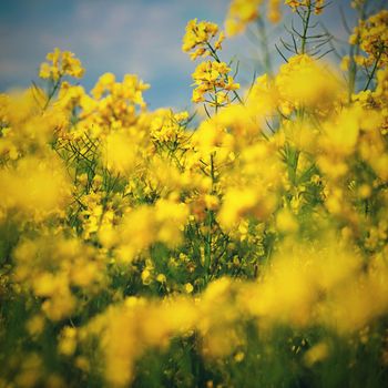 Field with flowering rapeseed in spring time. 
(Brassica napus)
Landscape and agriculture in the countryside.