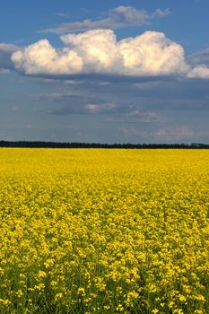 Field with flowering rapeseed in spring time. 
(Brassica napus)
Landscape and agriculture in the countryside.