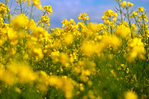 Field with flowering rapeseed in spring time. 
(Brassica napus)
Landscape and agriculture in the countryside.
