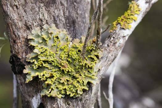 Symbiotic foliose lichen (Hypogymnia sp.) blooming with yellow spores in a tree, Wilderness, South Africa