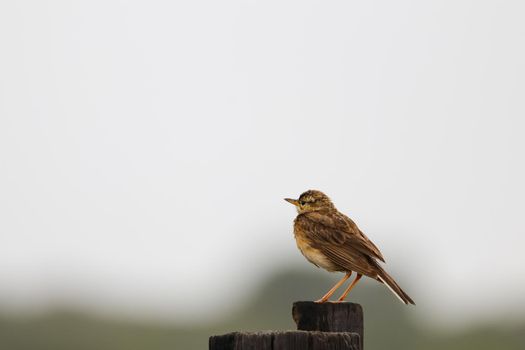 Small African grassveld pipit bird (Anthus cinnamomeus) perching on a fence post after light summer rainfall staring into clear sky, Wilderness, South Africa