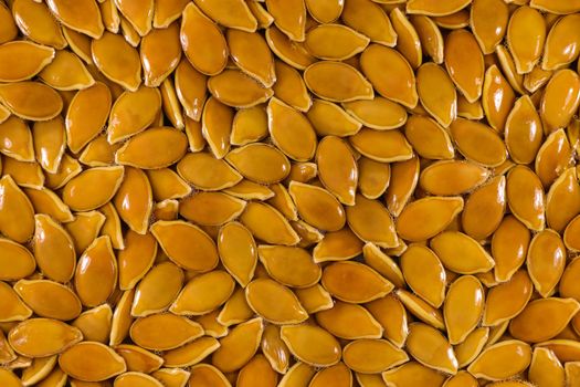 Natural moist fresh orange goliath pumpkin seeds full frame, South Africa