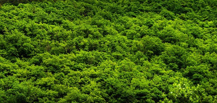 Green trees in the forest as a summer background