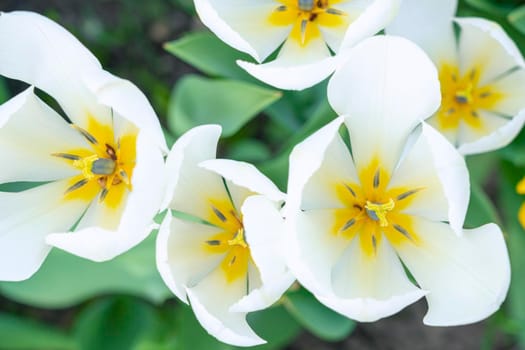 tulips in the garden on a beautiful background close-up. High quality photo