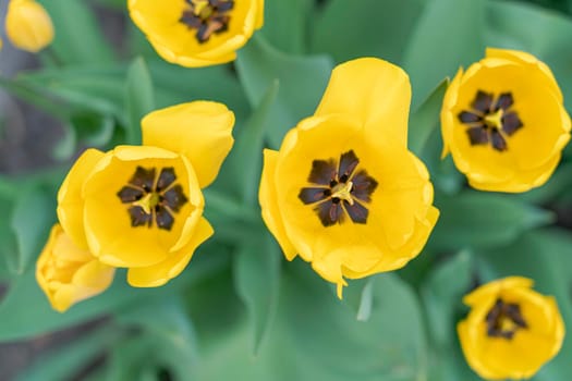 tulips in the garden on a beautiful background close-up. High quality photo