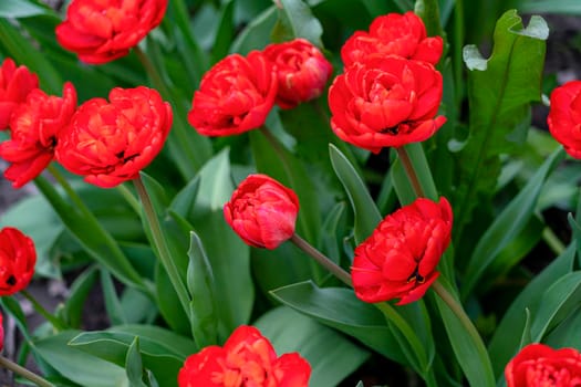 tulips in the garden on a beautiful background close-up. High quality photo