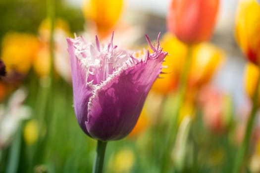 Beautiful colorful tulips flower in spring time garden