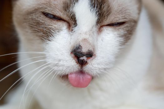 Cat tongue hanging out ,Signs of dental disease , toothache, chronic ulcerative paradental stomatitis (CUPS).