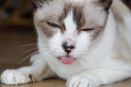 Cat tongue hanging out ,Signs of dental disease , toothache, chronic ulcerative paradental stomatitis (CUPS).