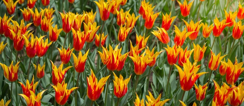 Blooming colorful tulip flowers in garden as floral background